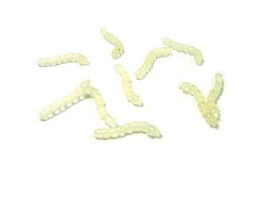 Силиконовый опарыш ILURE col:white 15mm Из Я Поймал